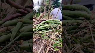 Cook and eating cowpeas vegetables cooking eating [upl. by Paris276]