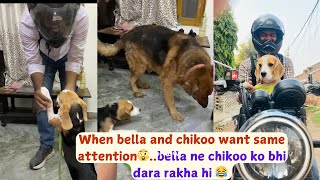 When Chikoo and Bella wants same attention 😲… and Bella to chikoo ko dara hi deti h dog beagle [upl. by Castle]