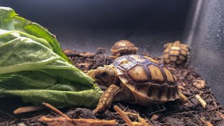 Sulcata Tortoise Care Guide [upl. by Ertnod]