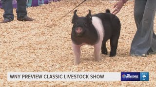 WNY Preview Classic Livestock Show [upl. by Harrod]