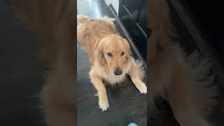 My dog likes food…… a lot dog cutedog funny [upl. by Valenka]