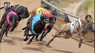 Irish greyhound racing  Track race [upl. by Neeli]