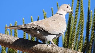 Collared Dove Call Tourterelle turque chant Tortora del collare orientale canto [upl. by Aitel596]