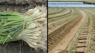 M amp T Farms  Lyons GA Vidalia Onion Planting [upl. by Vittoria949]