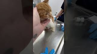 Found On The Roadside With A DEGLOVED Tail This Precious Kitty Is In So Much Pain STORY BELOW [upl. by Runkle]