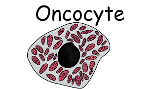 What are Oncocytes What is Oncocytic  Pathology mini tutorials [upl. by Hoban]