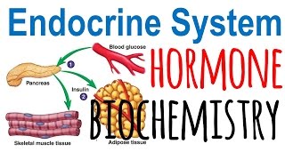 Hormone biochemistry [upl. by Placido]