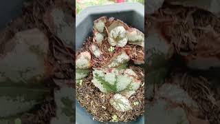 Begonia leaf cuttings propagation in soil plantingtips plantpropagation plantmom [upl. by Anuahsar366]