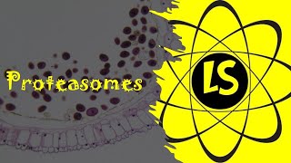 Proteasomes [upl. by Ecnerwal]