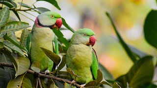 Alexandrine parakeets diet behaviour featuresparakeetsparrots shortvideo parrots [upl. by Eisej]