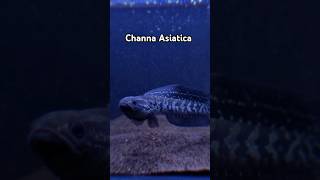 TerChanna  Channa Asiatica White Spot shorts channa asiatica animals [upl. by Thomasina464]