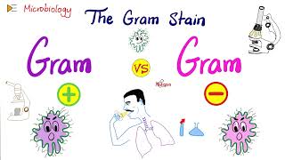 The Gram Stain GramPositive vs GramNegative and Bacterial Structure  Microbiology 🧫 [upl. by Shelman]