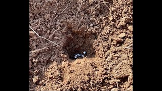 Growing Hopi Blue Corn in sandy loam at Go Native Farms Part 1 [upl. by Ahtreb]