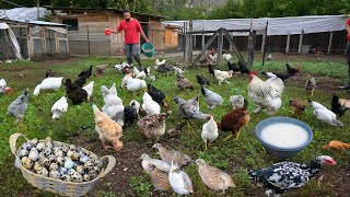 Breeding Quail for Eggs for Businesses  My Roaming Chicken Farming Tips  Egg Collecting  Farm [upl. by Traggat]