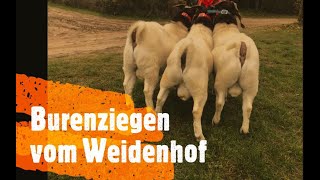 Burenziegen vom Weidenhof Teil 1 [upl. by Griff233]