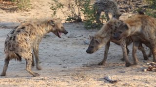 Hyenas Fight for Food [upl. by Eudoxia]