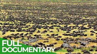 Great Migration  Wild Ones  Episode 11  Free Documentary Nature [upl. by Newbill]