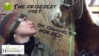 The Grossest Part Of Owning Horses Sheath Cleaning  Versatile Horsemanship [upl. by Maisey]