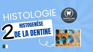 Histogenèse de la dentine  Part 2 🔥 [upl. by Mccafferty]