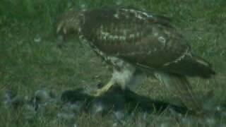 Coopers  hawk eating crow [upl. by Sillyrama228]