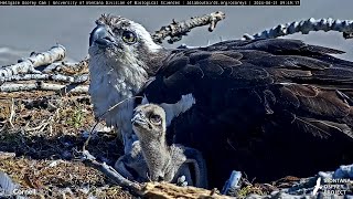 Hellgate Osprey Cam Zooms In On Nestlings Before Fish Delivery – June 21 2024 [upl. by Berkeley]