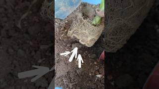 repotting Arrowroot plant plantcare repotting [upl. by Travis]