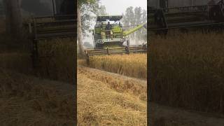 Harvester Machine working😱😱 harvester haryana tech machine diesel engine shorts feed [upl. by Lebna]