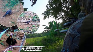 Hunting Ayam Hutan dan Tekukur dispot lama [upl. by Rats840]