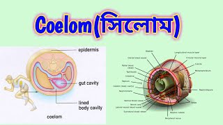 Body cavity  Coelom types of coelom  evolution of coelom Animal Kingdom সিলোম কি [upl. by Adonis]