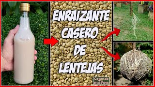 🌱COMO HACER ENRAIZANTE DE LENTEJAS 🌱 How to make a homemade rooting agent with lentils [upl. by Atirehgram]