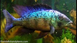 African Cichlids 1 Fish You Must Have Fossorochromis rostratus The Malawi Sand Diver [upl. by Elyad703]