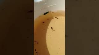 Up Close and Personal with Mosquito Larvae [upl. by Senior]