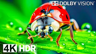 4K HDR 240 FPS Dolby Vision  Special OLED Demo [upl. by Reinald373]