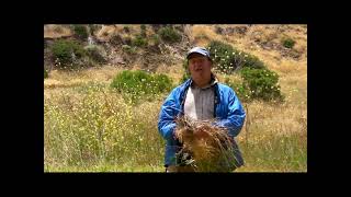 Kikuyu Grass Pennisetum clandestinum Santa Cruz Island Channel Islands National Park [upl. by Ddat]