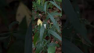 Flower of Andrographis paniculata [upl. by Nauq]