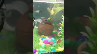 fish aquarium fishtank goldfish betashorts goldfish [upl. by Nonnahc653]