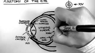 Anatomy of the Eye [upl. by Eihs396]