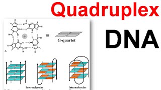 DNA structure  Quadruplex DNA [upl. by Lauralee356]