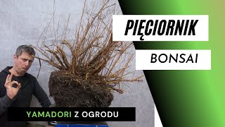 Bonsai  Pięciornik YAMADORI z ogrodu [upl. by Noiztneb]