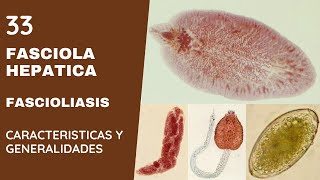 FASCIOLA HEPÁTICA 33  FASCIOLIASIS  TREMATODOS [upl. by Brubaker]