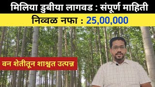 Melia dubia tree  Malabar neem farming farming [upl. by Anifad]