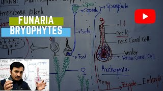 Funaria structure and life cycle Bryophytes by sir Fida onlineclasses Biology [upl. by Stella]