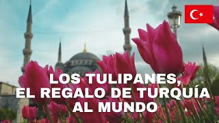 Los tulipanes el regalo de Turquía al mundo y no no vienen de Holanda [upl. by Pravit]