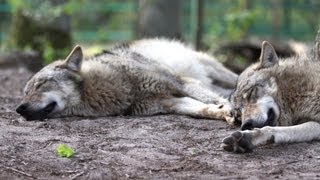 Können sich Wölfe und Hunde miteinander verpaaren Wolfcenter Dörverden Paarung  by schuhplus [upl. by Fritz]