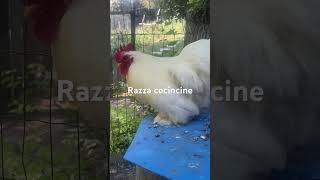 Razza cocincine campagna mondo nature amoreperglianimali galline oggi viral pertutti [upl. by Elsilrac]