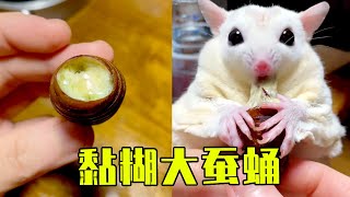 The sticky large silkworm pupa is delicious and juicy【Mr Lis sugar glider L】sugar gliderpet [upl. by Jacob]