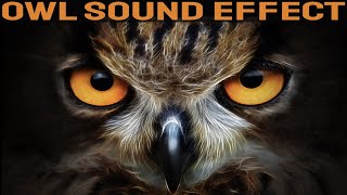 Owl Sounds  Owls Call Sound Effect At Night [upl. by Raymond]