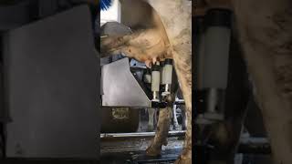 Robotic milking fullwood JOZ merlin M2 [upl. by Muhammad]