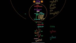 quotUnlocking the Secrets of Post Translational Modificationquotshortsbiologyneetbiochemistry [upl. by Fanchan]