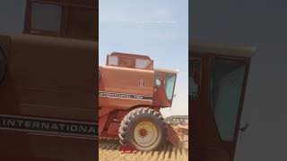 INTERNATIONAL 1480 AxialFlow Combine Harvesting Wheat [upl. by Anthe]